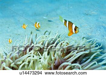 Stock Photo - anemone fishes, 
okinawa, japan. 
fotosearch - search 
stock photos, 
pictures, images, 
and photo clipart