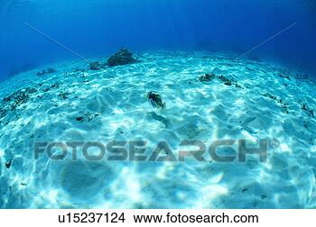 Stock Photo - a blackbar triggerfish 
swimming in okinawa, 
japan. fotosearch 
- search stock 
photos, pictures, 
images, and photo 
clipart