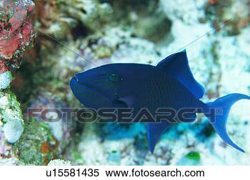 Stock Image - a blue line triggerfish, 
maldives. fotosearch 
- search stock 
photos, pictures, 
images, and photo 
clipart