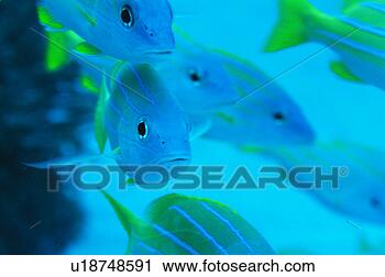 Stock Photography - blue lined snapper, 
close up, okinawa, 
japan. fotosearch 
- search stock 
photos, pictures, 
images, and photo 
clipart