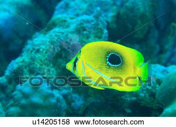 Stock Photo - close up of a 
bennets butterfly 
fish, okinawa, 
japan. fotosearch 
- search stock 
photos, pictures, 
images, and photo 
clipart
