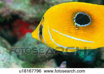 Stock Photo - close up of a 
bennets butterfly 
fish, okinawa, 
japan. fotosearch 
- search stock 
photos, pictures, 
images, and photo 
clipart