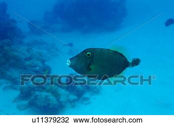 Stock Photo - close up of a 
black scraper, 
okinawa, japan. 
fotosearch - search 
stock photos, 
pictures, images, 
and photo clipart