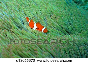 Stock Photography - close up of a 
clown anemone 
fish, okinawa, 
japan. fotosearch 
- search stock 
photos, pictures, 
images, and photo 
clipart