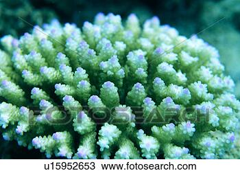 Stock Photo - close-up of coral, 
okinawa, japan. 
fotosearch - search 
stock photos, 
pictures, images, 
and photo clipart