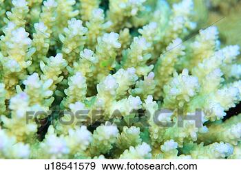 Stock Photograph - close-up of coral, 
okinawa, japan. 
fotosearch - search 
stock photos, 
pictures, images, 
and photo clipart