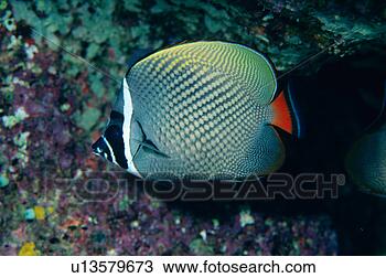 Stock Photo - close up of a 
coral butterfly 
fish, thailand. 
fotosearch - search 
stock photos, 
pictures, images, 
and photo clipart