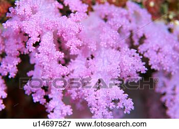 Picture - close up of coral, 
maldives. fotosearch 
- search stock 
photos, pictures, 
images, and photo 
clipart