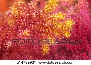 Stock Photography - close up of coral, 
okinawa, japan. 
fotosearch - search 
stock photos, 
pictures, images, 
and photo clipart