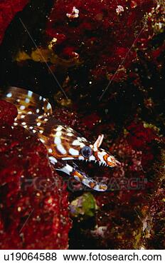 Stock Photo - close up of a 
dragon eel, shizuoka, 
japan. fotosearch 
- search stock 
photos, pictures, 
images, and photo 
clipart