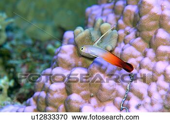Stock Photography - close up of a 
fire dart fish, 
okinawa, japan. 
fotosearch - search 
stock photos, 
pictures, images, 
and photo clipart