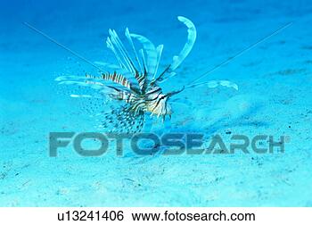 Stock Photo - close up of a 
lionfish, okinawa, 
japan. fotosearch 
- search stock 
photos, pictures, 
images, and photo 
clipart