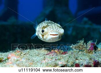 Stock Photo - close up of the 
long spiny porcupine 
fish, okinawa, 
japan. fotosearch 
- search stock 
photos, pictures, 
images, and photo 
clipart