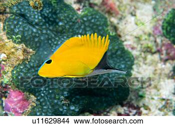 Stock Photo - close up of a 
long beaked butterfly 
fish, okinawa, 
japan. fotosearch 
- search stock 
photos, pictures, 
images, and photo 
clipart