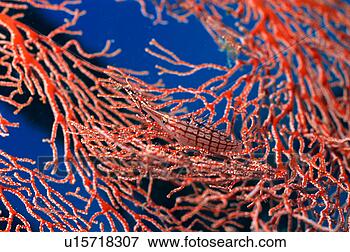 Picture - close up of a 
long nose hawk 
fish, okinawa, 
japan. fotosearch 
- search stock 
photos, pictures, 
images, and photo 
clipart