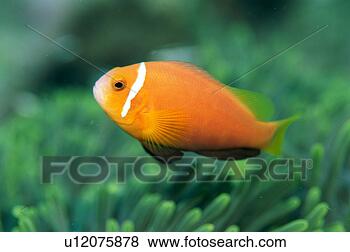 Stock Photo - close up of maldives 
anemone fish, 
maldives. fotosearch 
- search stock 
photos, pictures, 
images, and photo 
clipart