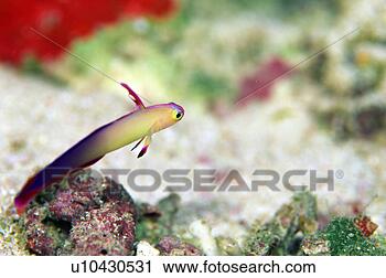 Stock Photography - close up of a 
purple fire goby, 
maldives. fotosearch 
- search stock 
photos, pictures, 
images, and photo 
clipart