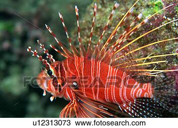 Stock Photo - close up of a 
red and white 
striped lionfish, 
okinawa, japan. 
fotosearch - search 
stock photos, 
pictures, images, 
and photo clipart