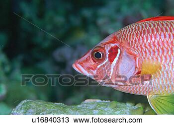 Stock Photo - close up of a 
saber squirrelfish, 
maldives. fotosearch 
- search stock 
photos, pictures, 
images, and photo 
clipart