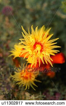 Picture - close up of sea 
anemone, shizuoka, 
japan. fotosearch 
- search stock 
photos, pictures, 
images, and photo 
clipart