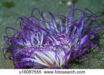 Stock Image - close up of sea 
anemone, shizuoka, 
japan. fotosearch 
- search stock 
photos, pictures, 
images, and photo 
clipart