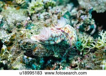 Stock Photo - close up of sea 
slug, okinawa, 
japan. fotosearch 
- search stock 
photos, pictures, 
images, and photo 
clipart