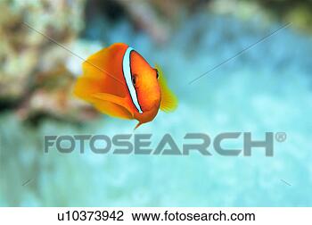 Stock Photo - close-up of tomato 
anemone fish, 
okinawa, japan. 
fotosearch - search 
stock photos, 
pictures, images, 
and photo clipart