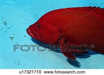 Stock Photography - close up of a 
tomato hind, okinawa, 
japan. fotosearch 
- search stock 
photos, pictures, 
images, and photo 
clipart