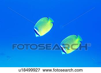 Picture - close up of a 
two coral collar 
fish, okinawa, 
japan. fotosearch 
- search stock 
photos, pictures, 
images, and photo 
clipart