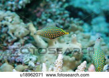 Stock Photography - close up of two 
nose filefishes, 
okinawa, japan. 
fotosearch - search 
stock photos, 
pictures, images, 
and photo clipart