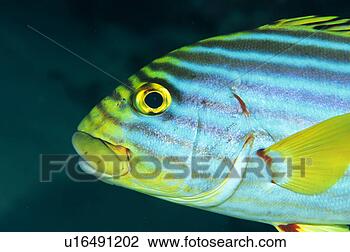Stock Photo - close up of a 
yellow banded 
sweet lips fish, 
maldives. fotosearch 
- search stock 
photos, pictures, 
images, and photo 
clipart