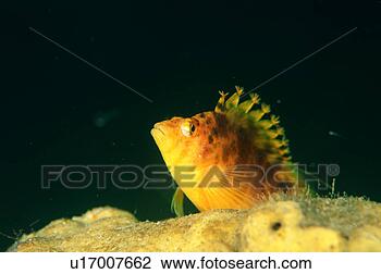 Stock Photo - close up of a 
yellow hawk fish, 
shizuoka, japan. 
fotosearch - search 
stock photos, 
pictures, images, 
and photo clipart