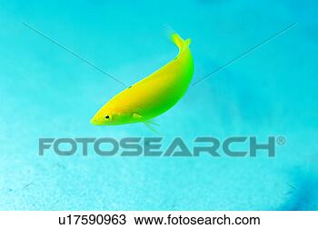 Stock Photo - close up of a 
yellow wrasse, 
okinawa, japan. 
fotosearch - search 
stock photos, 
pictures, images, 
and photo clipart