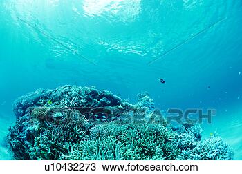 Stock Photo - coral with fishes 
swimming around, 
okinawa, japan. 
fotosearch - search 
stock photos, 
pictures, images, 
and photo clipart