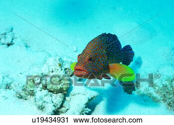 Stock Photography - a coral hind, 
okinawa, japan. 
fotosearch - search 
stock photos, 
pictures, images, 
and photo clipart