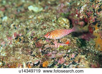 Stock Photograph - falco hawk fish, 
mexico. fotosearch 
- search stock 
photos, pictures, 
images, and photo 
clipart