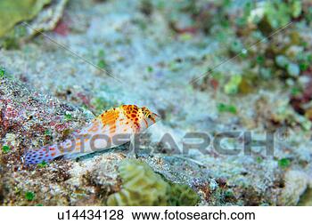 Stock Photo - falco hawk fish, 
mexico. fotosearch 
- search stock 
photos, pictures, 
images, and photo 
clipart
