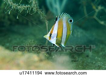 Stock Photo - a gold barred 
butterfly fish, 
shizuoka, japan. 
fotosearch - search 
stock photos, 
pictures, images, 
and photo clipart