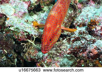 Stock Photo - high angle view 
of a coral hind, 
okinawa, japan. 
fotosearch - search 
stock photos, 
pictures, images, 
and photo clipart