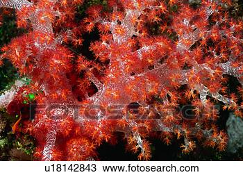 Stock Photo - high angle view 
of coral, okinawa, 
japan. fotosearch 
- search stock 
photos, pictures, 
images, and photo 
clipart