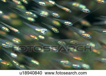 Stock Photography - large group of 
arrow cardinal 
fish, okinawa, 
japan. fotosearch 
- search stock 
photos, pictures, 
images, and photo 
clipart