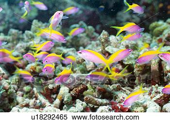 Stock Image - a large group 
of evans swimming 
in maldives. fotosearch 
- search stock 
photos, pictures, 
images, and photo 
clipart