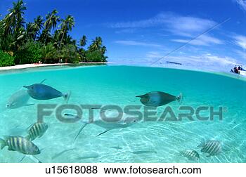 Stock Photo - large group of 
pompano swimming 
in the sea. fotosearch 
- search stock 
photos, pictures, 
images, and photo 
clipart