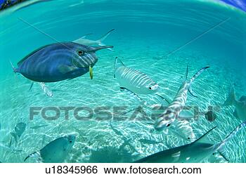 Stock Photo - large group of 
pompano swimming 
in the sea. fotosearch 
- search stock 
photos, pictures, 
images, and photo 
clipart