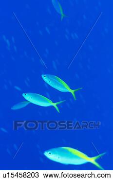 Stock Photo - large group of 
yellow fin fusilier 
swimming in okinawa, 
japan. fotosearch 
- search stock 
photos, pictures, 
images, and photo 
clipart