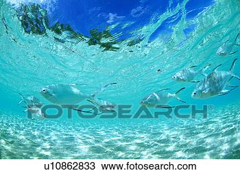 Stock Photo - medium group of 
pompano swimming 
in the sea. fotosearch 
- search stock 
photos, pictures, 
images, and photo 
clipart
