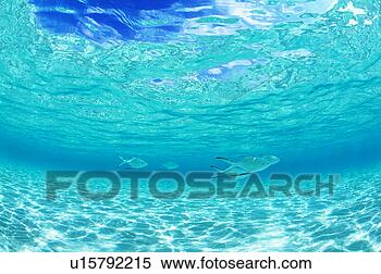 Stock Image - medium group of 
pompano swimming 
in the sea. fotosearch 
- search stock 
photos, pictures, 
images, and photo 
clipart