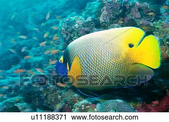 Stock Photography - side view of a 
blue face angelfish, 
maldives. fotosearch 
- search stock 
photos, pictures, 
images, and photo 
clipart