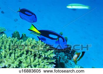 Stock Image - side view of blue 
surgeonfish, okinawa, 
japan. fotosearch 
- search stock 
photos, pictures, 
images, and photo 
clipart