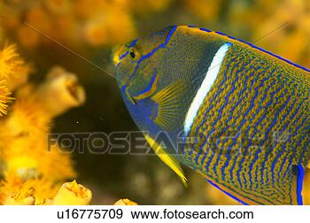 Stock Photograph - side view of a 
king angelfish, 
mexico. fotosearch 
- search stock 
photos, pictures, 
images, and photo 
clipart